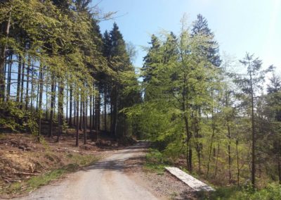 Lesní cesta Šíbrnka
