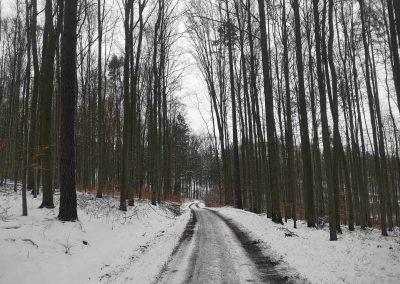 Lesní cesta Šíbrnka v zimě