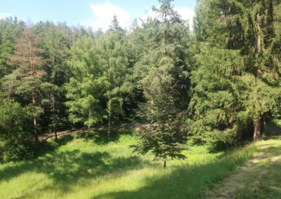 Lesní cesta Soběšická - palouk na jaře