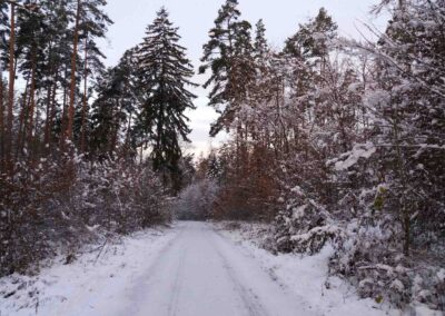 Lesní cesta Soběšická - pohled na cestu v zimě