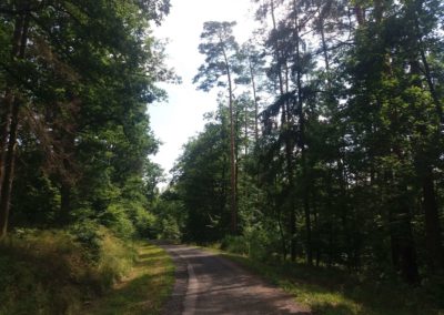 Lesní cesta Soběšická - pohled na cestu