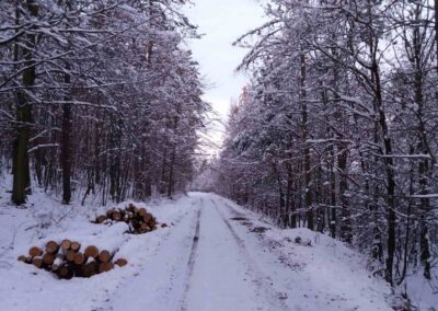 Lesní cesta Soběšická - pohled na cestu v zimě