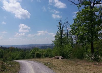 Lesní cesta Šumbera - výhled na Brno