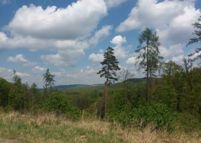 Lesní cesta Šumbera - výhledy do krajiny v severní části cesty