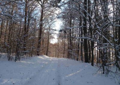 Lesní cesta Šutrovaná v zimě
