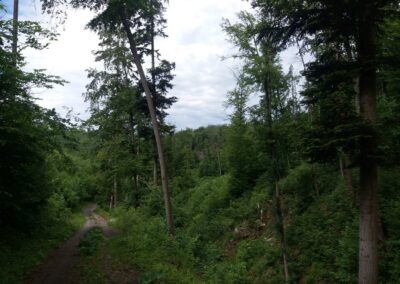 Lesní cesta Úzký Příhon - divoké údolí
