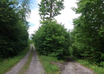 Lesní cesta Úzký Příhon - odbočení na lesní cestu Vápenice