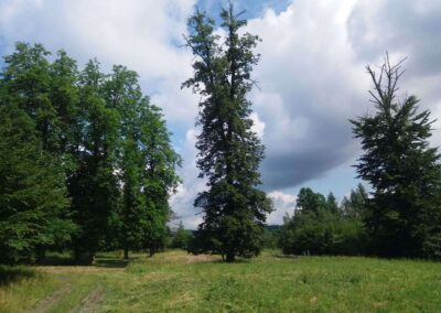 Lesní cesta Vojanka - palouk se sedmi kaštany