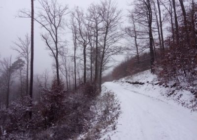 Lesní cesta Vojanka v zimě