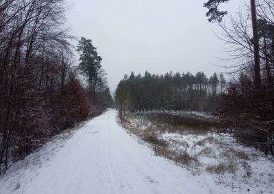 Lesní cesta Vojanka - výsadba v zimě