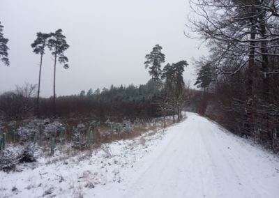 Lesní cesta Vojanka - výsadba v zimě