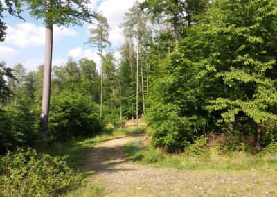 Lesní cesta Vranovská - odbočka červené turistické trasy směr Nový Hrad