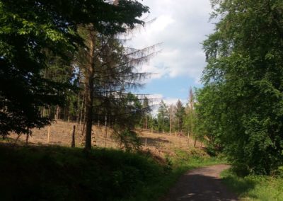 Lesní cesta Vranovská - výsadba stromů