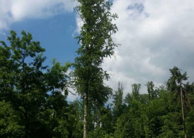 Lesní cesta Vranovská - zajímavě orientovaný strom