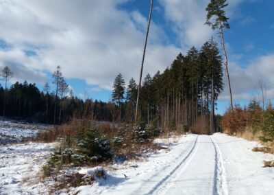 Arbara vojo Zrcadlová - senarbigita loko apud ŝoseo Olomučany - Rudice en vintro