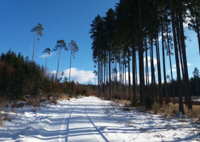 Lesní cesta Zrcadlová - pokácený les u silnice Olomučany - Rudice v zimě