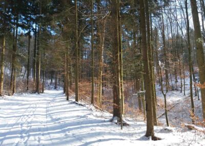 Lesní cesta Zrcadlová - příjemný úsek od druhého křížku v zimě