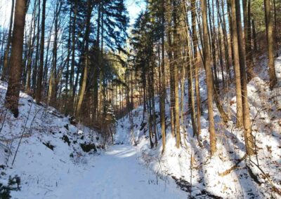 Lesní cesta Zrcadlová v zimě