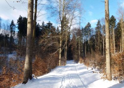 Arbara vojo Zrcadlová en vintro