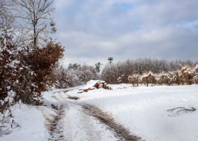 Larika semplantejo ne for de la arbara vojo Červená (Ruĝa), aŭtoro Martina Limbergová, PrimaVýlety.cz