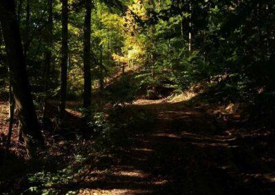 Neoznačená lesní cesta pod Máchovým památníkem