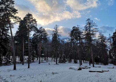 Palouk nedaleko arboreta Řícmanice v zimě