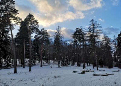 Arbara herbejeto ne for de la arboreto en Řícmanice dum vintro