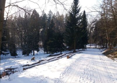 Lesní cesta Doubská - palouk U Srnce v zimě