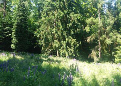 Monumento de Josef Opletal sur la herbejeto apud ŝoseo de Babice nad Svitavou en Křtiny