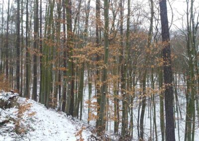 Pěšina Karla Morávka - pohled na stezku v zimě