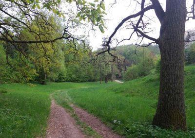 Ressel-herbejeto apud la arbara vojo Červená