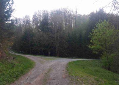 Lesní cesta Rosenauerova - doprava modrá turistická trasa a pokračování cesty, doleva lesní cesta Vypálenka k arboretu