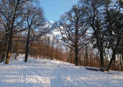Disvojiĝo U sedmi dubů (Ĉe sep kverkoj) en vintro