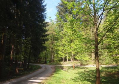 Lesní cesta Schindlerova - začátek / konec u palouku u lesní cesty Proklest